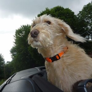 Meet your Posher, Adam